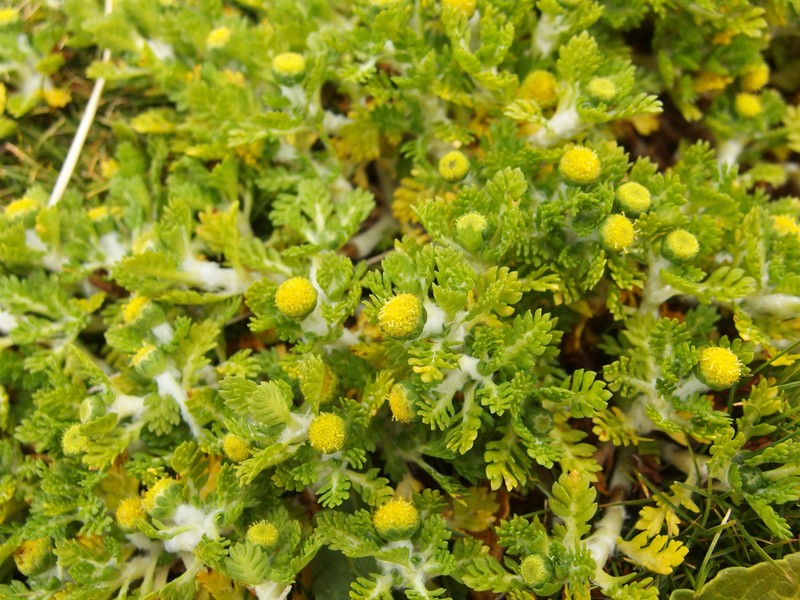 Leptinella lanata photo 2