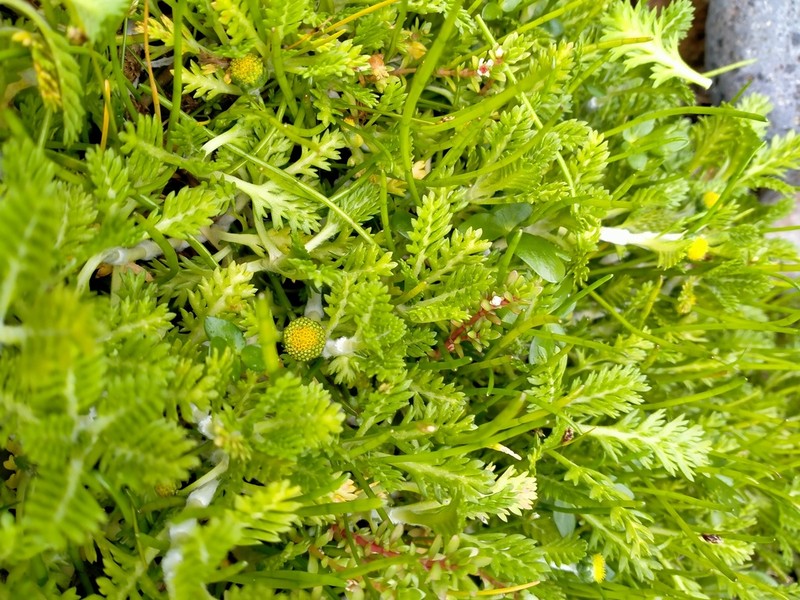 Leptinella lanata photo 4