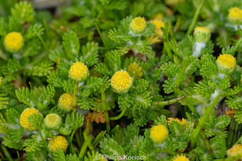 Leptinella lanata photo 5