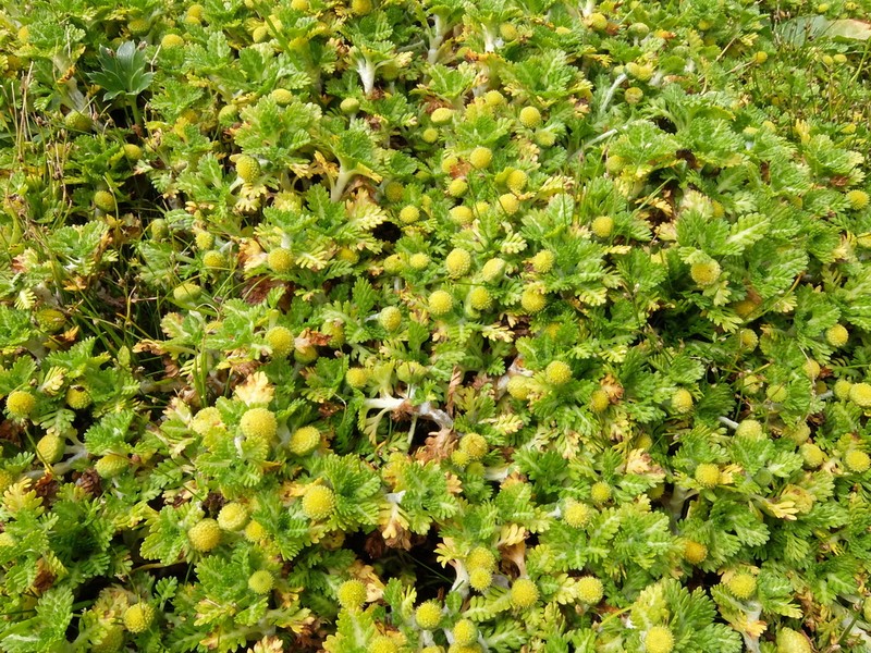 Leptinella lanata photo 6