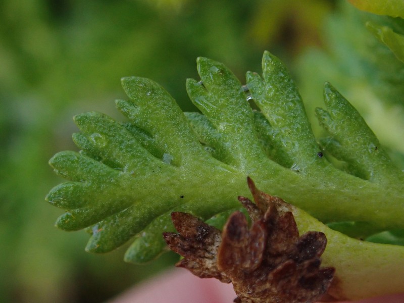 Leptinella lanata photo 7