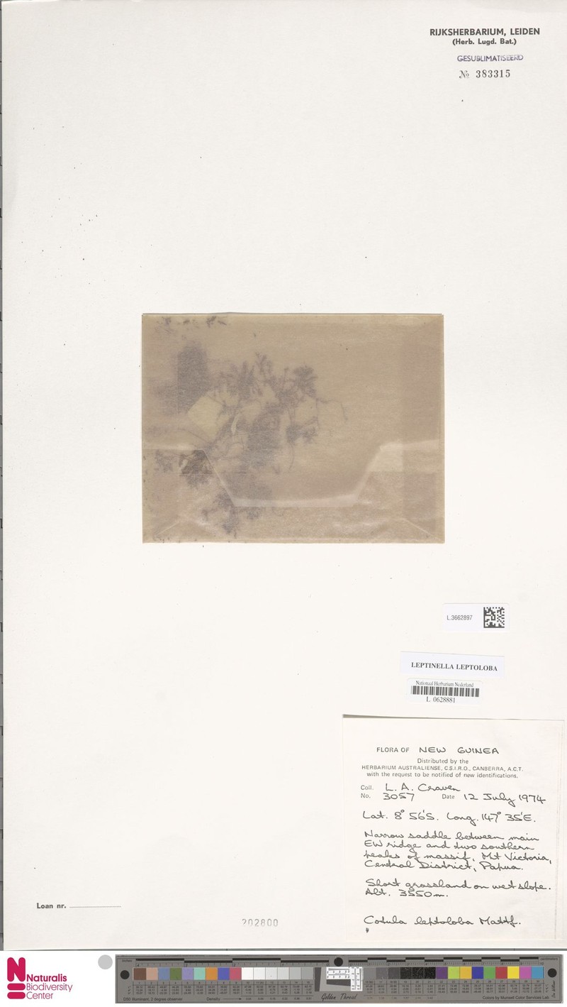 Leptinella leptoloba