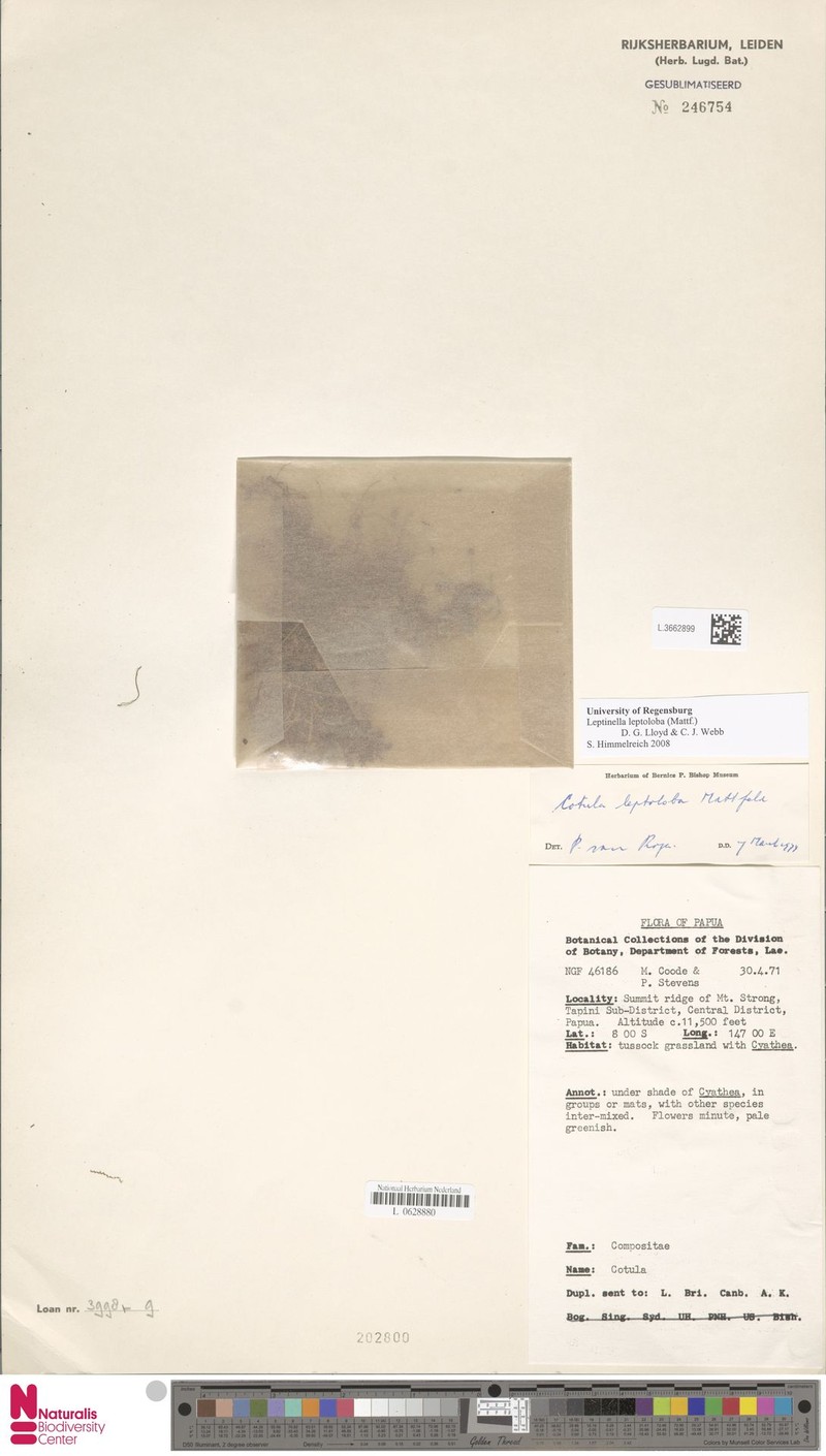 Leptinella leptoloba photo 2