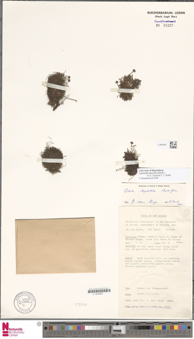 Leptinella leptoloba photo 3