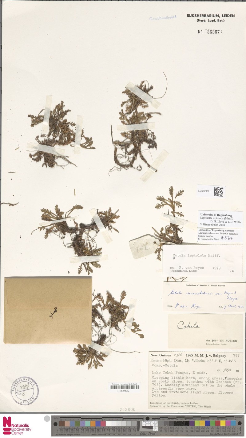 Leptinella leptoloba photo 4