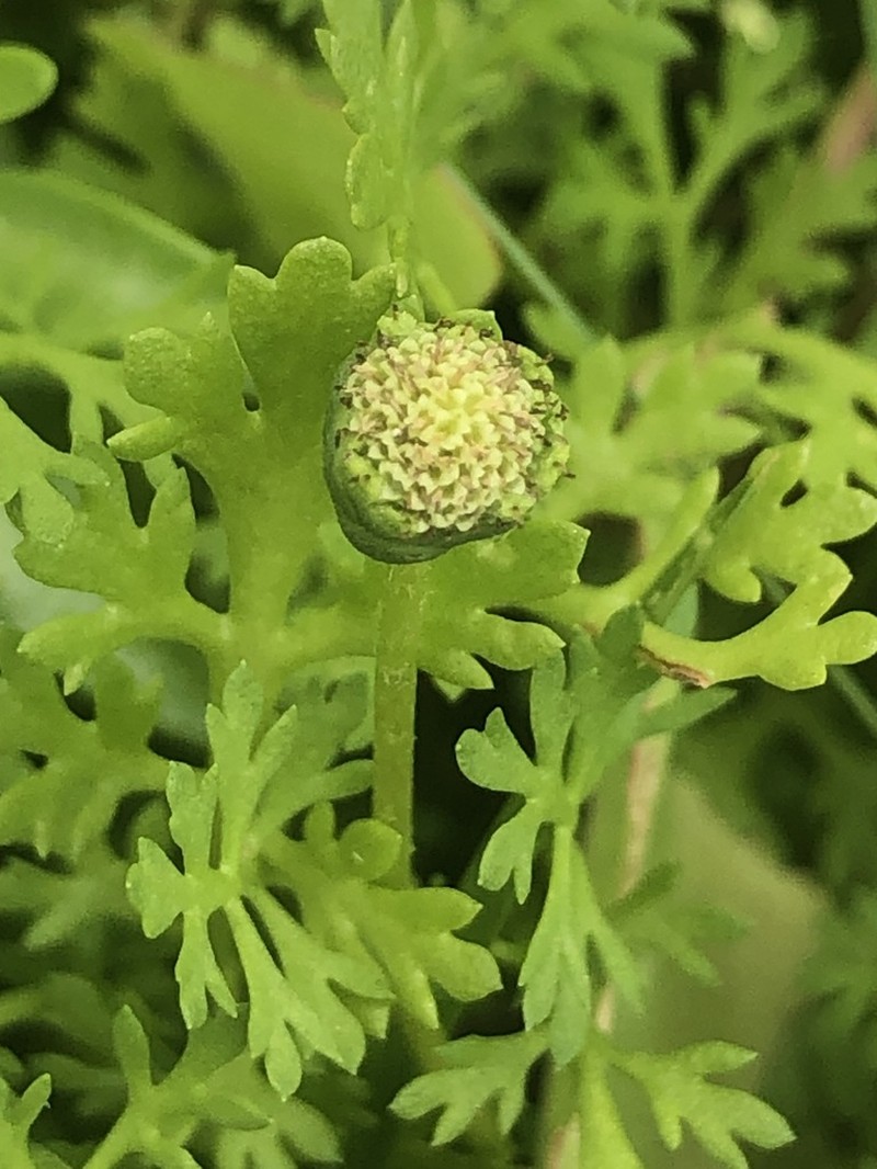 Leptinella longipes photo 2