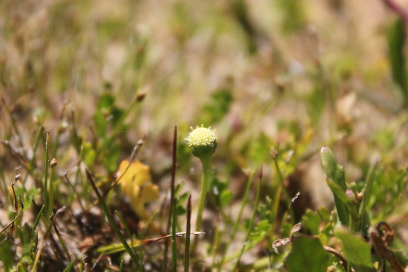 Leptinella longipes photo 3