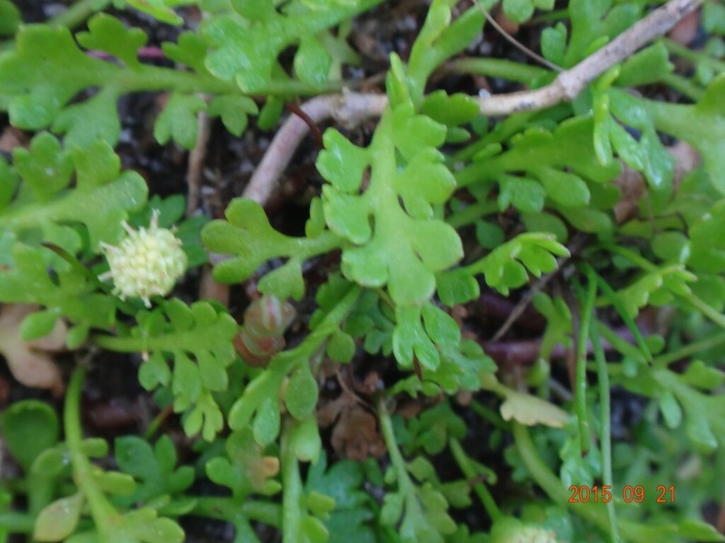 Leptinella longipes photo 4