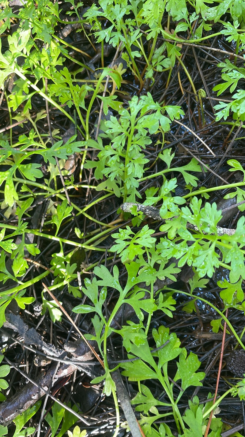 Leptinella longipes photo 5