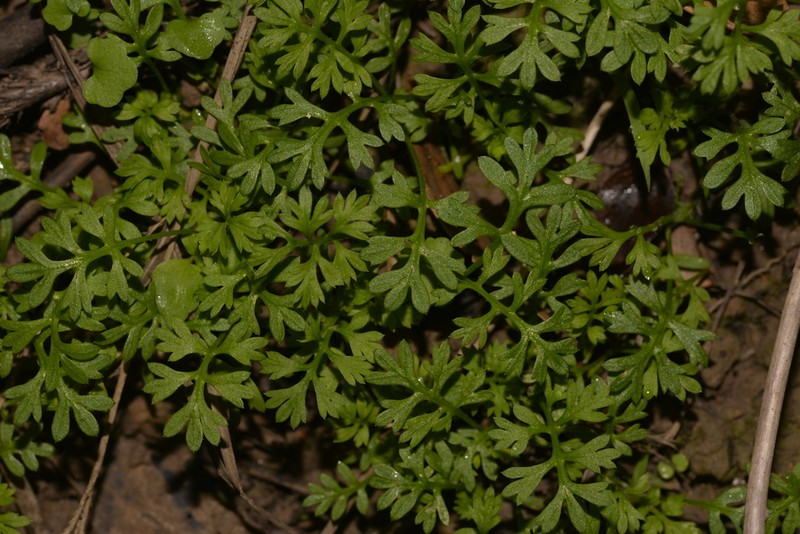 Leptinella longipes photo 8