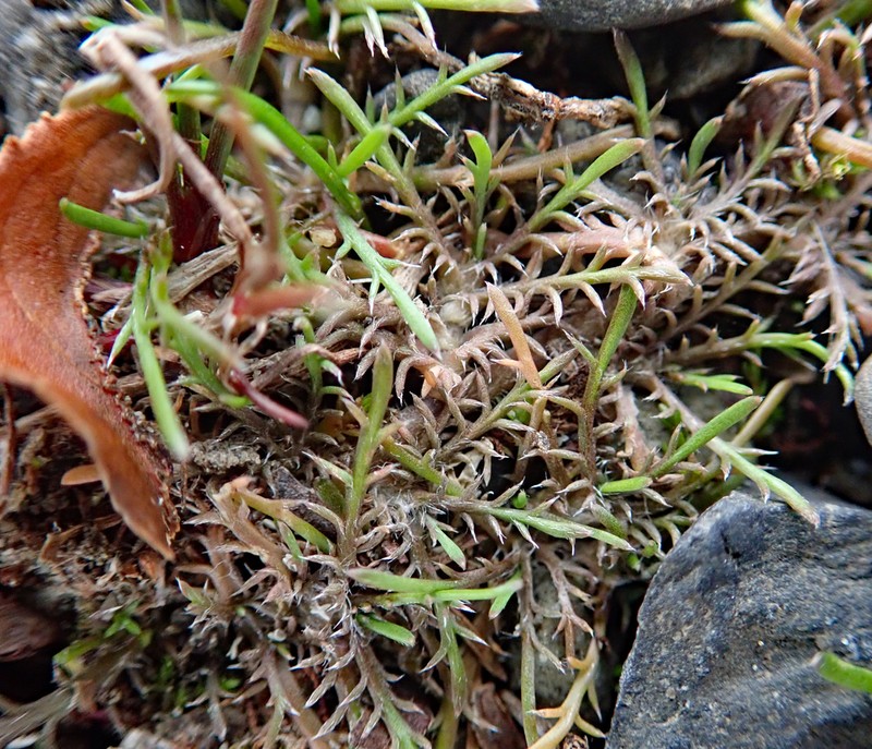 Leptinella maniototo
