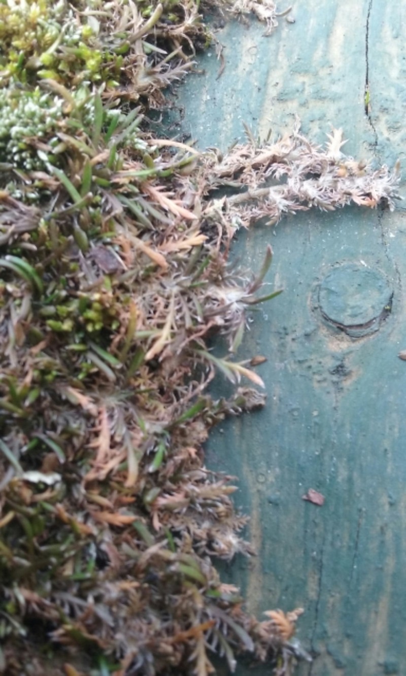Leptinella maniototo photo 2