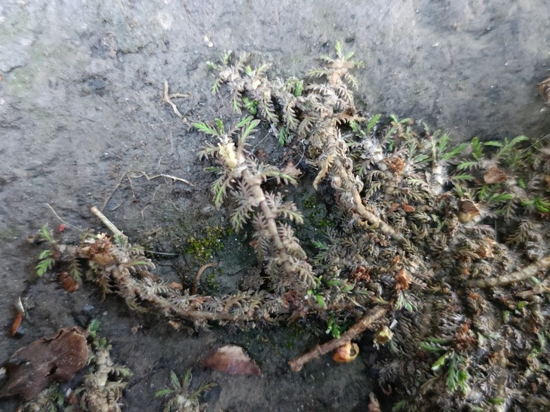 Leptinella maniototo photo 3