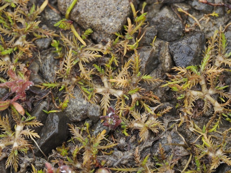 Leptinella maniototo photo 4