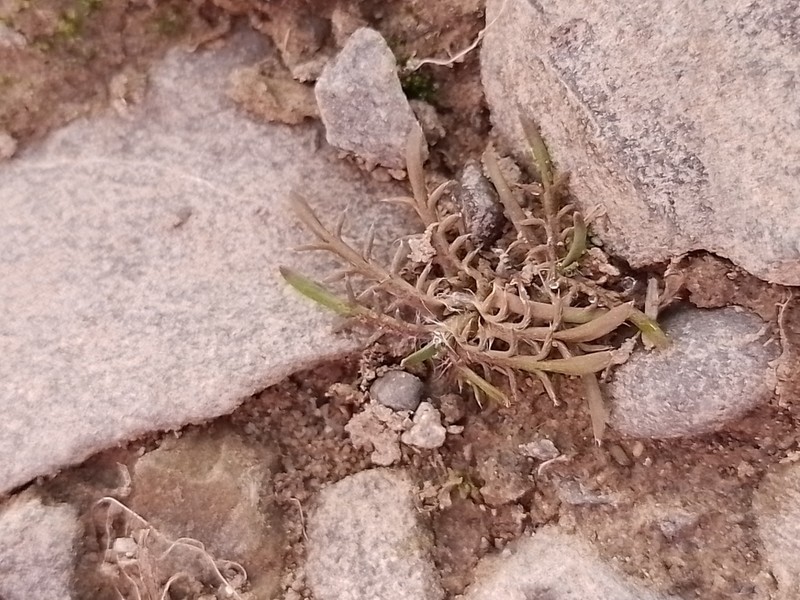 Leptinella maniototo photo 6