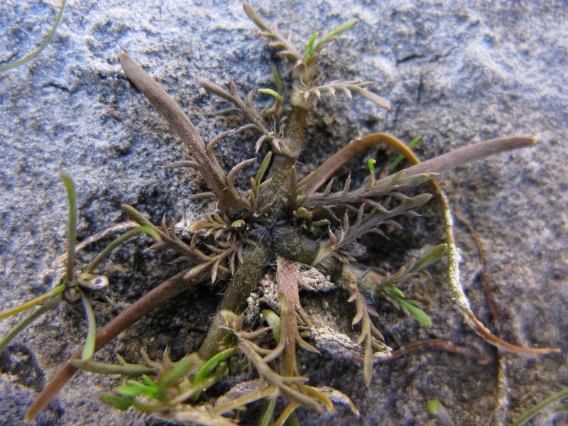 Leptinella maniototo photo 7