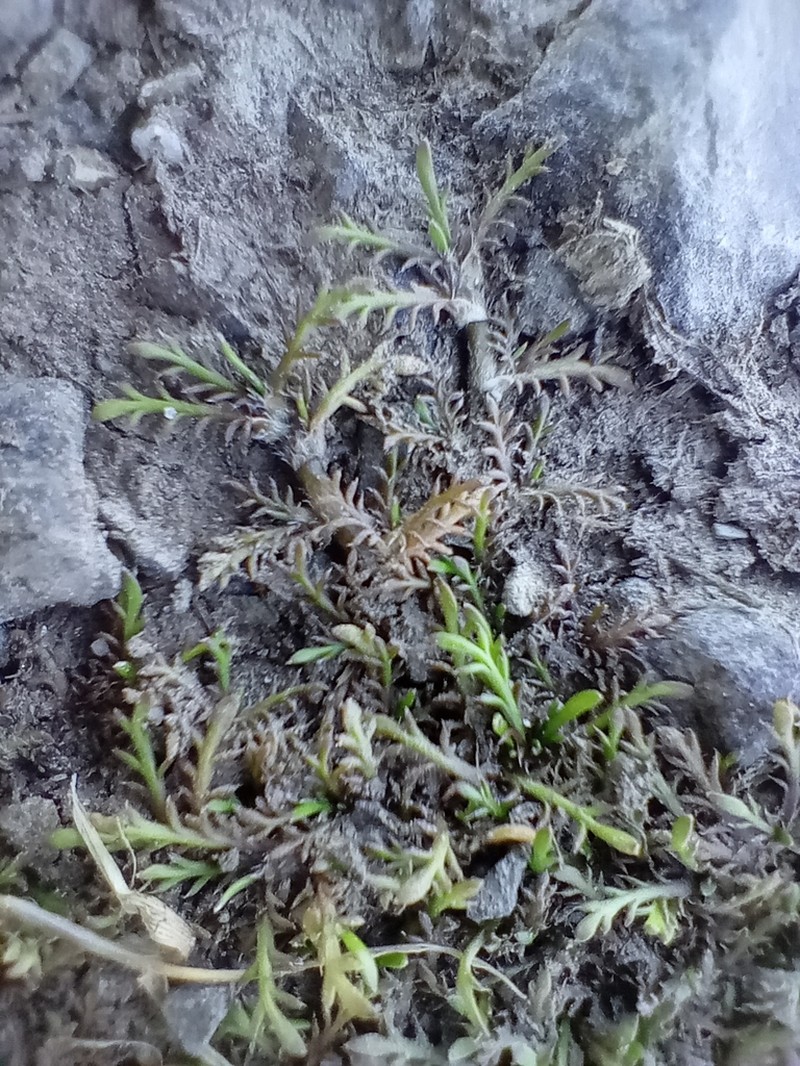 Leptinella maniototo photo 8