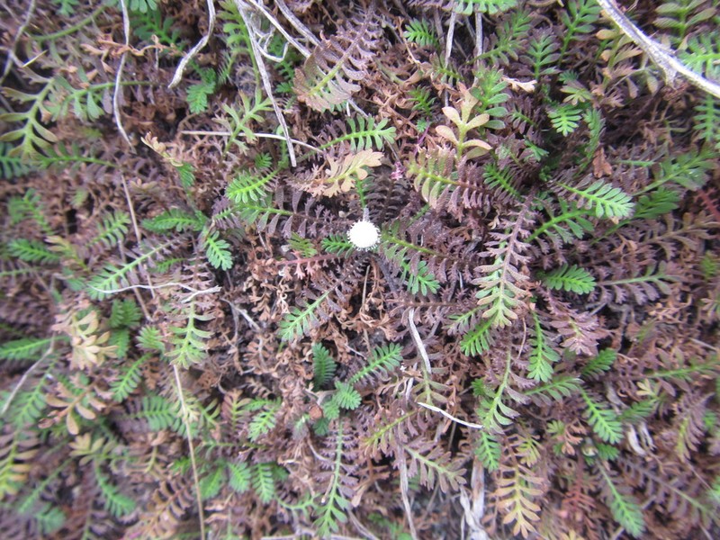 Leptinella minor