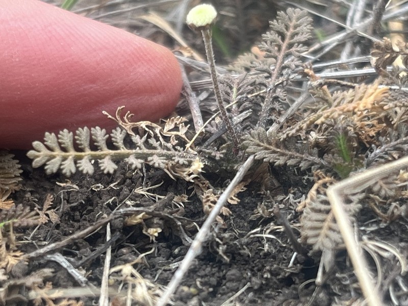 Leptinella minor photo 2