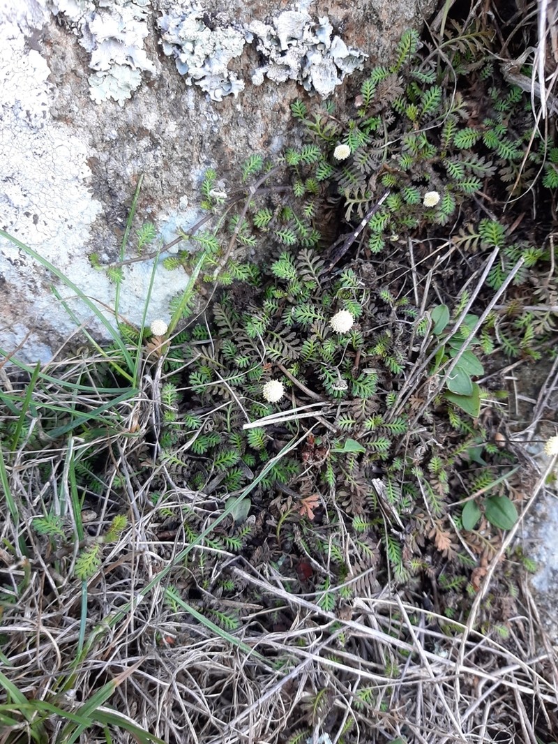 Leptinella minor photo 3