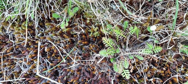 Leptinella minor photo 4