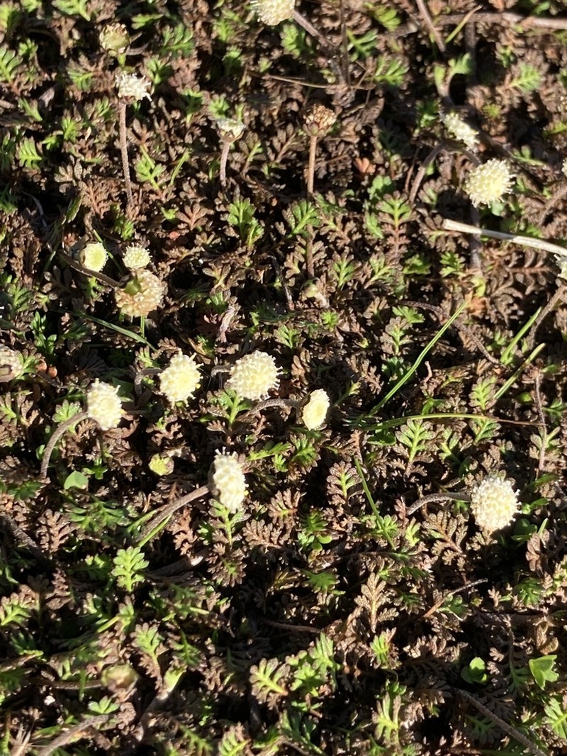 Leptinella minor photo 5