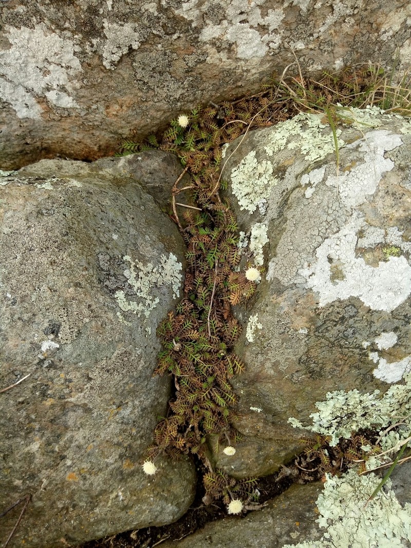 Leptinella minor photo 6