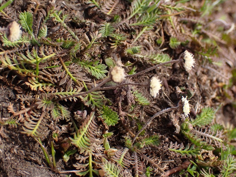 Leptinella minor photo 7