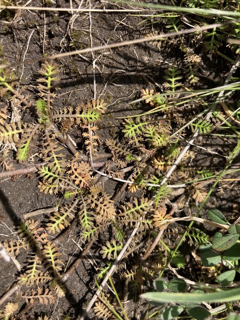 Leptinella minor photo 8