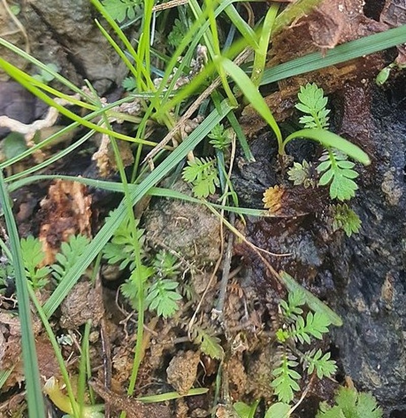 Leptinella nana