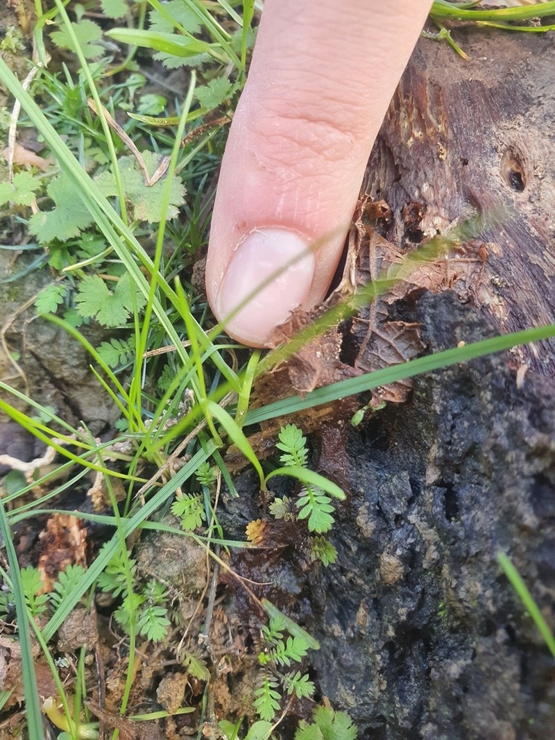 Leptinella nana photo 2