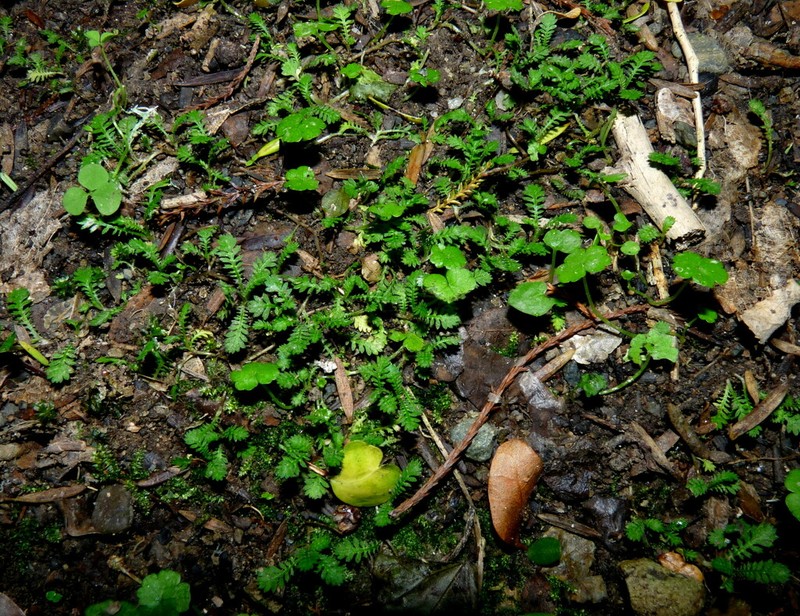 Leptinella nana photo 3