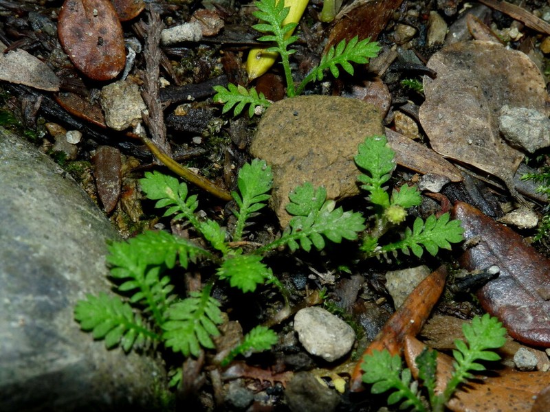 Leptinella nana photo 4