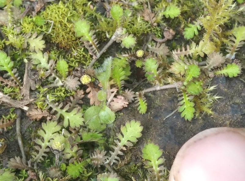 Leptinella nana photo 5
