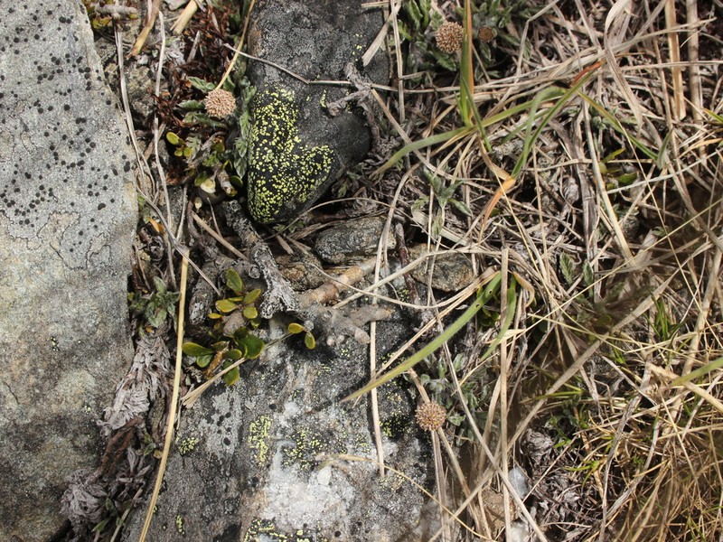 Leptinella pectinata