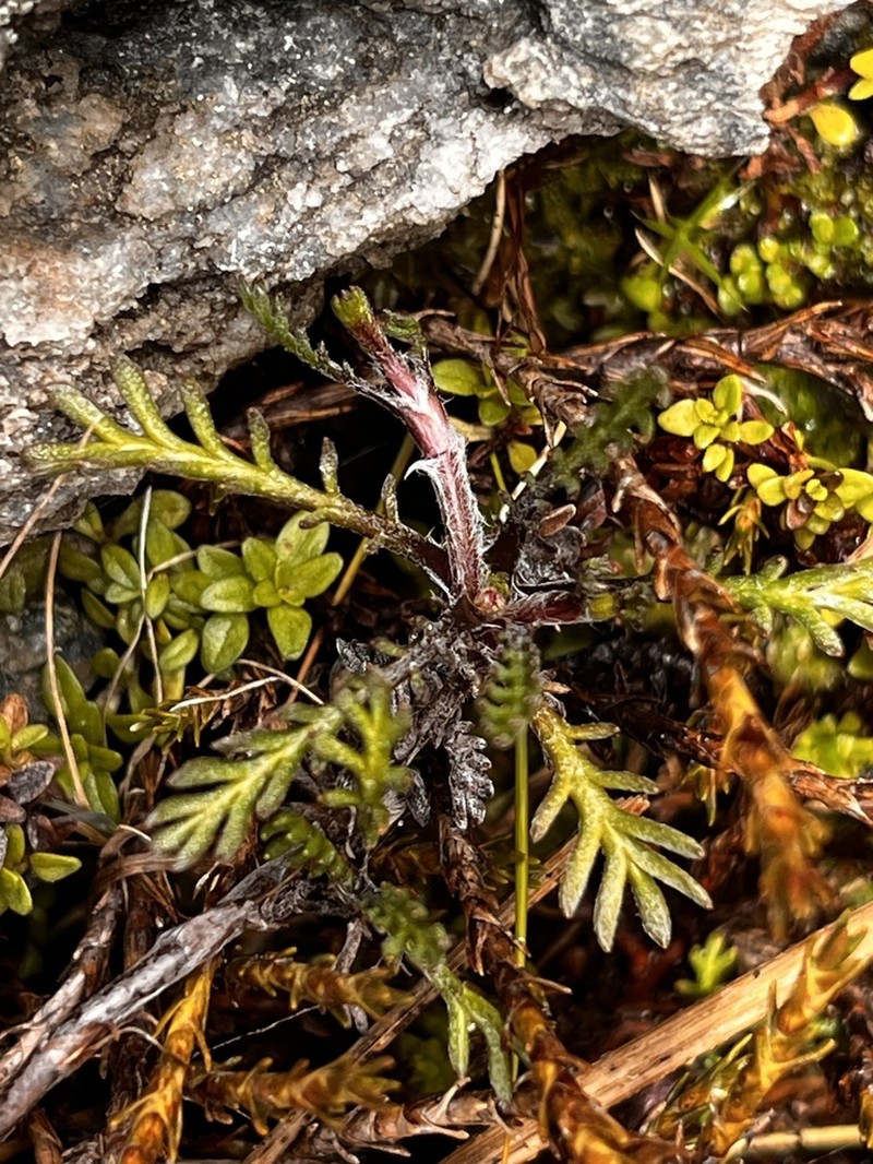 Leptinella pectinata photo 2