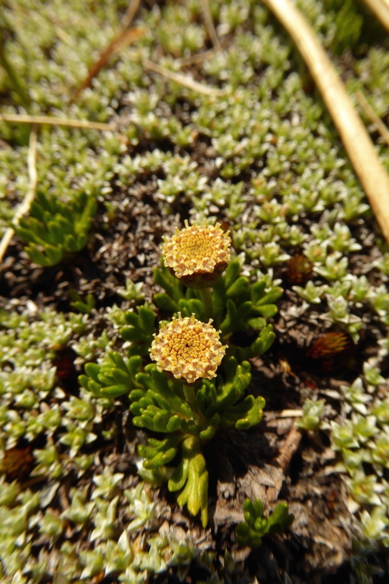 Leptinella pectinata photo 3