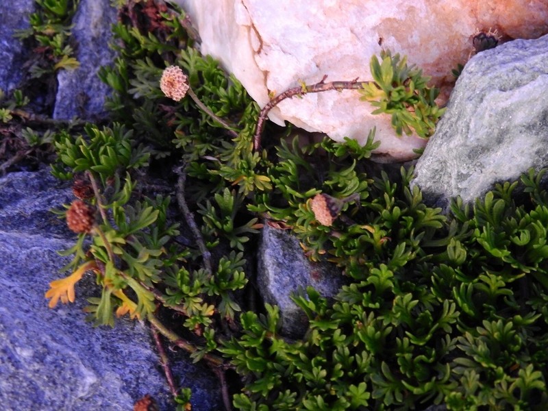 Leptinella pectinata photo 4