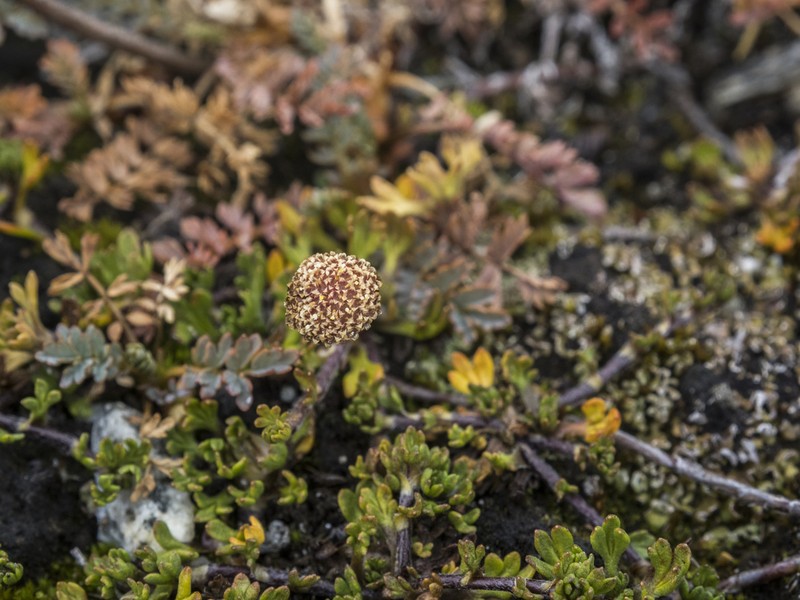 Leptinella pectinata photo 5