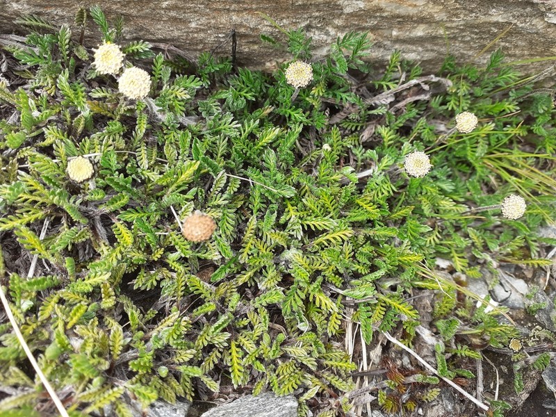 Leptinella pectinata photo 6