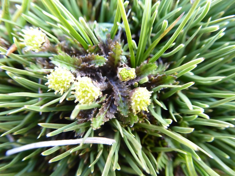 Leptinella pectinata photo 7
