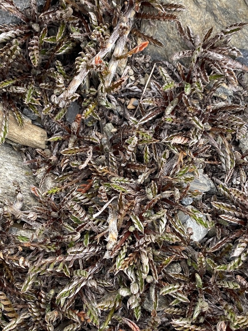 Leptinella pectinata photo 8