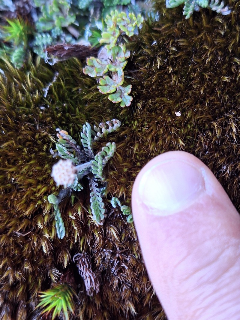 Leptinella pectinata subsp. villosa