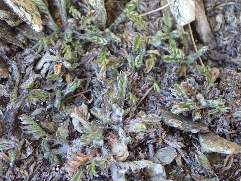Leptinella pectinata subsp. villosa photo 2