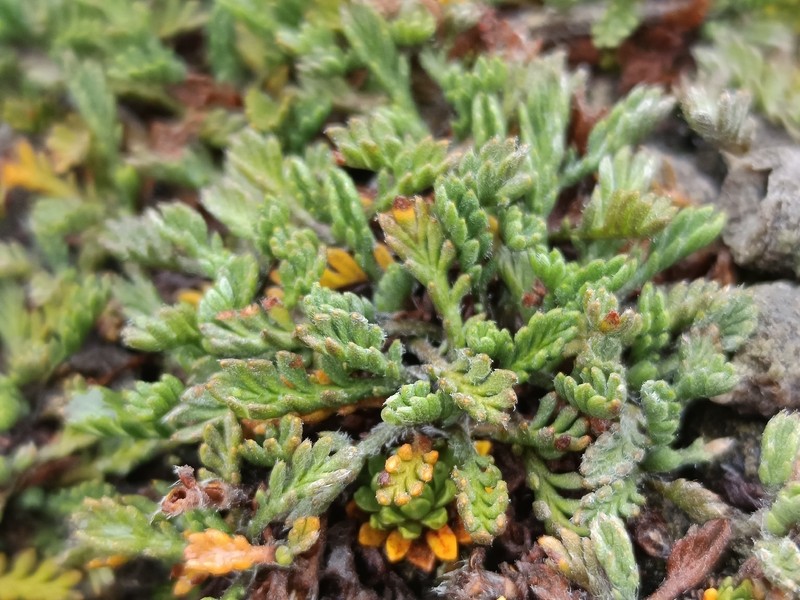 Leptinella pectinata subsp. villosa photo 3