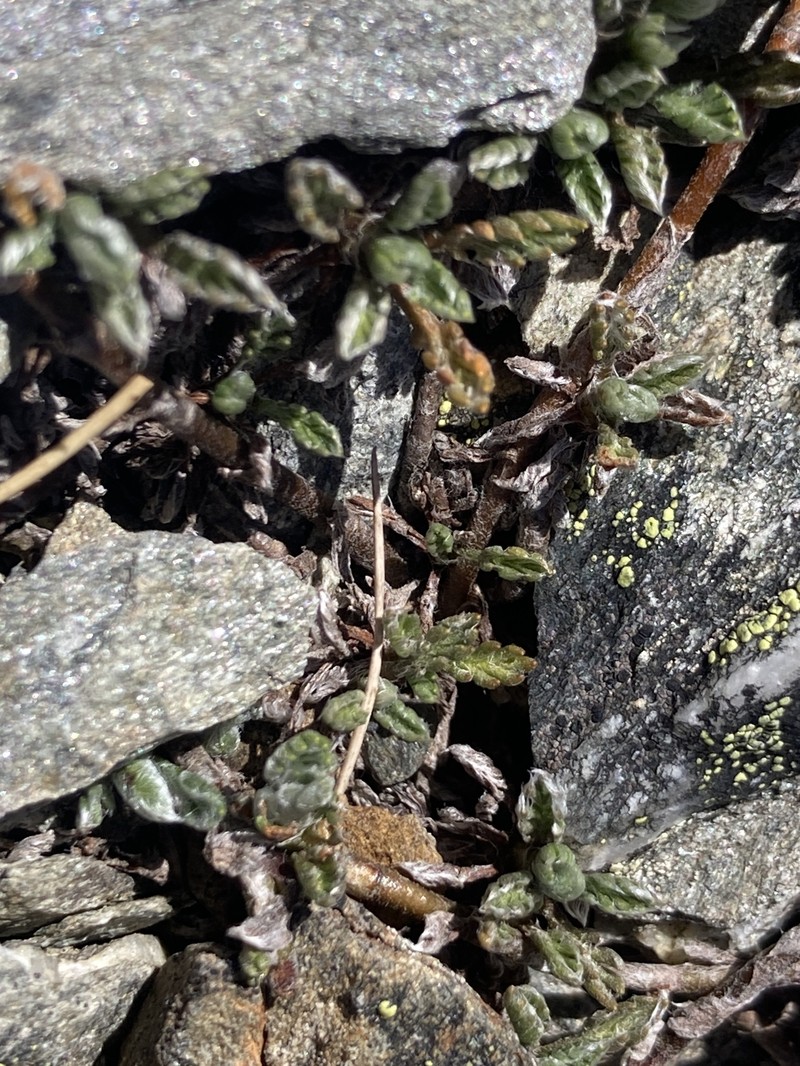 Leptinella pectinata subsp. villosa photo 4