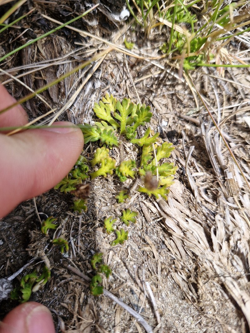 Leptinella pectinata subsp. willcoxii