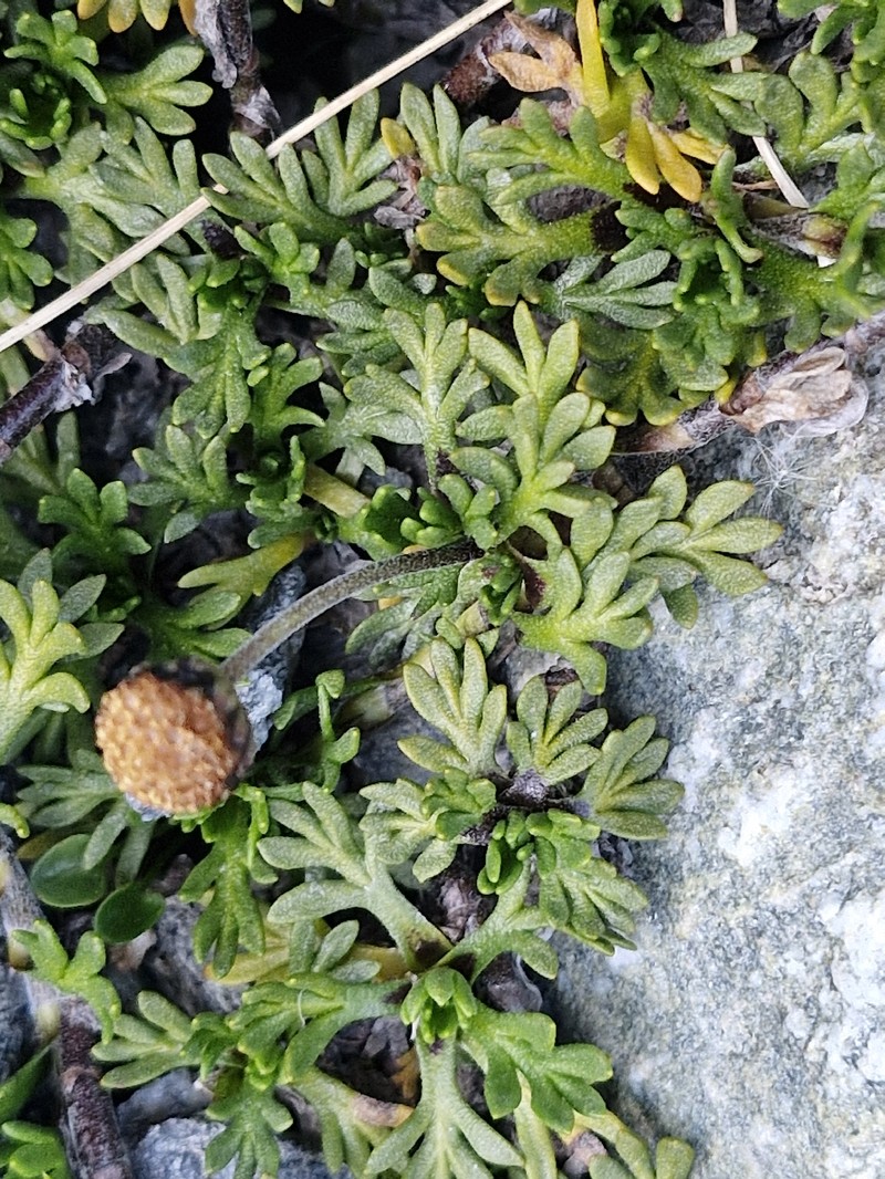 Leptinella pectinata subsp. willcoxii photo 2