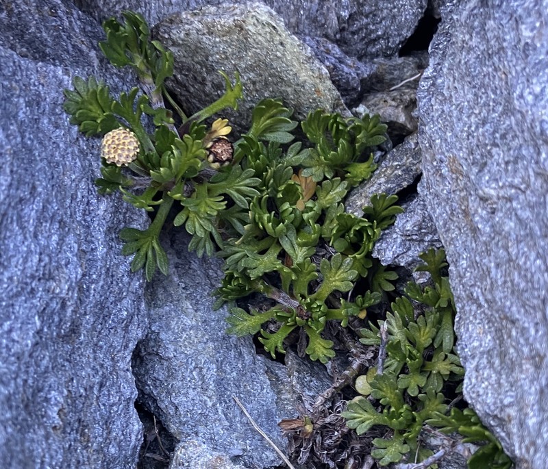 Leptinella pectinata subsp. willcoxii photo 3