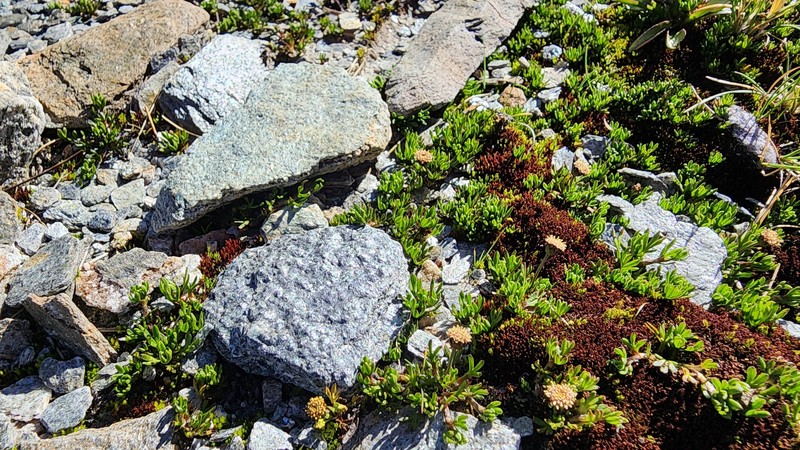 Leptinella pectinata subsp. willcoxii photo 4